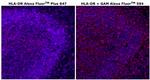 HLA-DR Monoclonal Antibody (LN3), Alexa Fluor™ Plus 647