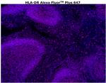 HLA-DR Antibody in Immunohistochemistry (Paraffin) (IHC (P))