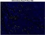 CD15 Antibody in Immunohistochemistry (Paraffin) (IHC (P))