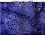 CD20 Antibody in Immunohistochemistry (Paraffin) (IHC (P))