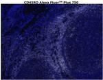 CD45RO Antibody in Immunohistochemistry (Paraffin) (IHC (P))