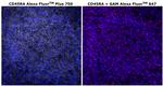 CD45RA Monoclonal Antibody (HI100), Alexa Fluor™ Plus 750