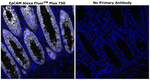 CD326 (EpCAM) Antibody in Immunohistochemistry (Paraffin) (IHC (P))