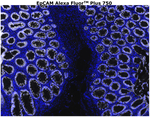CD326 (EpCAM) Antibody in Immunohistochemistry (Paraffin) (IHC (P))
