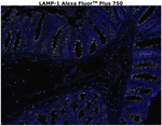 CD107a (LAMP-1) Antibody in Immunohistochemistry (Paraffin) (IHC (P))