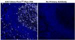 Ki-67 Antibody in Immunohistochemistry (Paraffin) (IHC (P))