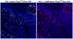 PD-1 (CD279) Antibody in Immunohistochemistry (Paraffin) (IHC (P))