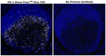 PD-1 (CD279) Antibody in Immunohistochemistry (Paraffin) (IHC (P))
