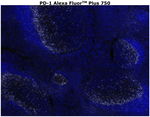 PD-1 (CD279) Antibody in Immunohistochemistry (Paraffin) (IHC (P))