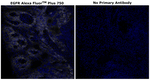EGFR Antibody in Immunohistochemistry (Paraffin) (IHC (P))