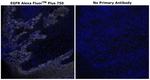 EGFR Antibody in Immunohistochemistry (Paraffin) (IHC (P))