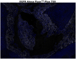 EGFR Antibody in Immunohistochemistry (Paraffin) (IHC (P))