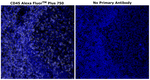 CD45 Antibody in Immunohistochemistry (Paraffin) (IHC (P))