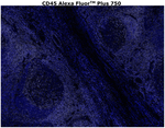 CD45 Antibody in Immunohistochemistry (Paraffin) (IHC (P))
