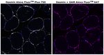 Desmin Antibody in Immunohistochemistry (Paraffin) (IHC (P))