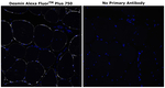 Desmin Antibody in Immunohistochemistry (Paraffin) (IHC (P))
