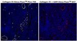 Collagen IV Monoclonal Antibody (1042), Alexa Fluor™ Plus 750