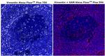 Vimentin Monoclonal Antibody (V9), Alexa Fluor™ Plus 750