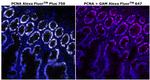 PCNA Monoclonal Antibody (PC10), Alexa Fluor™ Plus 750