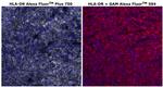 HLA-DR Monoclonal Antibody (LN3), Alexa Fluor™ Plus 750