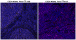 CD20 Monoclonal Antibody (L26), Alexa Fluor™ 420