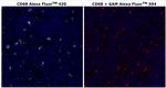 CD68 Monoclonal Antibody (KP1), Alexa Fluor™ 420