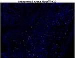 Granzyme B Antibody in Immunohistochemistry (Paraffin) (IHC (P))
