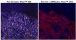 Cytokeratin Pan Type I/II Monoclonal Antibody (AE1/AE3), Alexa Fluor™ 420