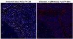 Vimentin Monoclonal Antibody (V9), Alexa Fluor™ 420