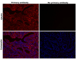 GALR1 Antibody in Immunohistochemistry (Paraffin) (IHC (P))