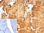 Carbonic Anhydrase 3/CA3 Antibody in Immunohistochemistry (Paraffin) (IHC (P))