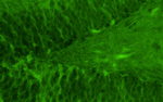 GluN2B/NR2B Glutamate Receptor Antibody in Immunohistochemistry (IHC)