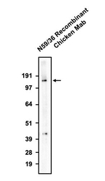 GluN2B/NR2B Glutamate Receptor Antibody in Western Blot (WB)