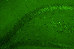 GluN2B/NR2B Glutamate Receptor Recombinant Chicken Monoclonal Antibody (N59/36)