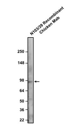 Aldh1L1 Antibody in Western Blot (WB)