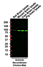 Aldh1L1 Antibody in Western Blot (WB)