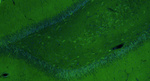 GluN1/NR1 Glutamate Receptor Antibody in Immunohistochemistry (IHC)