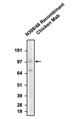 GluN1/NR1 Glutamate Receptor Antibody in Western Blot (WB)