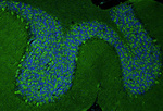 GluN1/NR1 Glutamate Receptor Antibody in Immunohistochemistry (IHC)