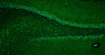 Ryanodine Receptor Type 2 (RyR2) Recombinant Chicken Monoclonal Antibody (N501/49)