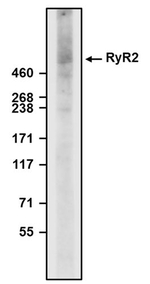 Ryanodine Receptor Type 2 (RyR2) Antibody in Western Blot (WB)