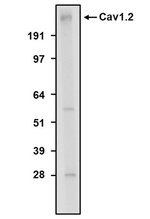 Cav1.2 Ca2+ Channel Antibody in Western Blot (WB)