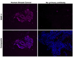 MMP1 Recombinant Mouse Monoclonal Antibody (K29034_8E3)