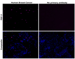 FGF-2 Recombinant Mouse Monoclonal Antibody (KT49)