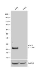 FGF-2 Antibody in Western Blot (WB)