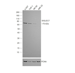 SIGLEC7 Antibody
