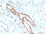 PAX8 Monoclonal Antibody (PAX8, 1491)