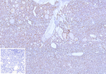 PAX8 (Renal Cell Marker) Monoclonal Antibody (PAX8/12570)