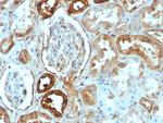 Calbindin 1 (CALB1) Antibody in Immunohistochemistry (Paraffin) (IHC (P))