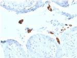 Calretinin/Calbindin 2 Monoclonal Antibody (CALB2, 2602)